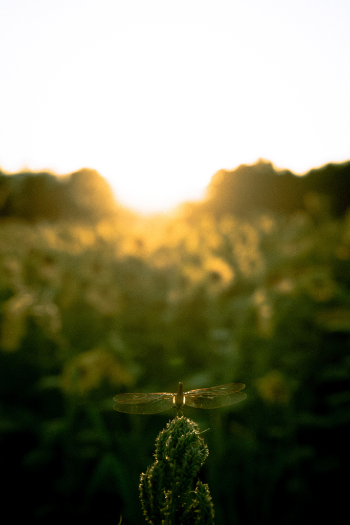 フィルムっぽく