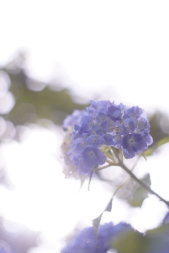 紫陽花