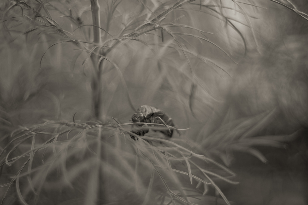 こんなところに