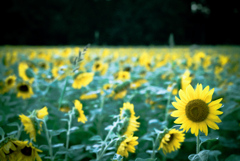 フィルムっぽく