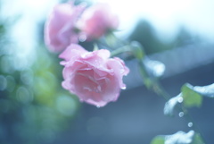 雨ノチバラ