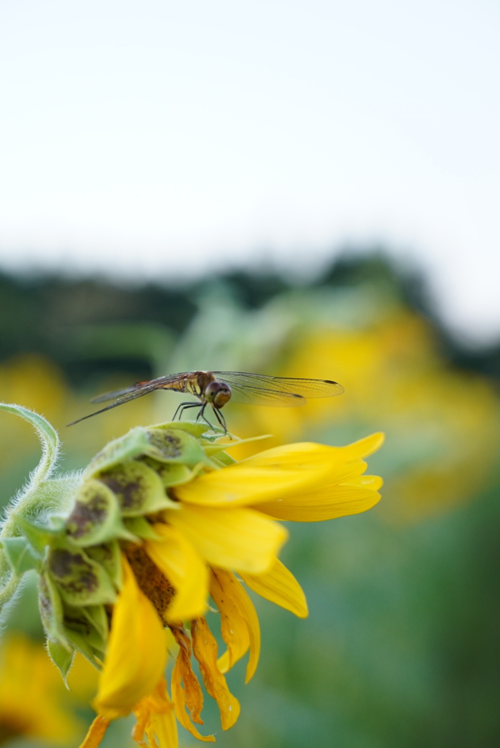おつかれさまでした