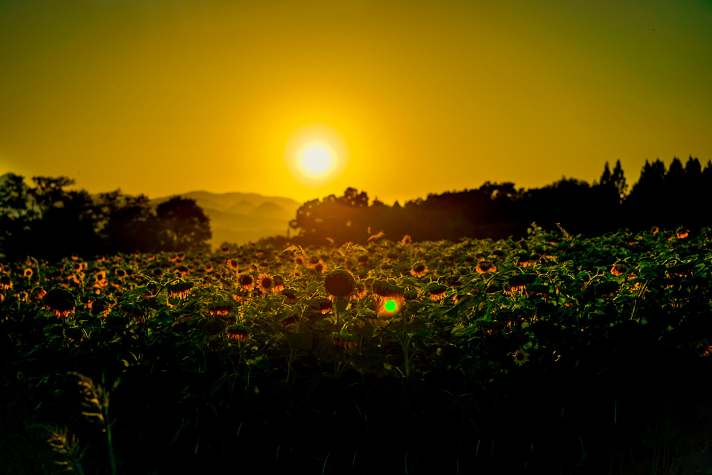 この広い野原いっぱい