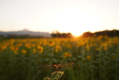 夕焼け色