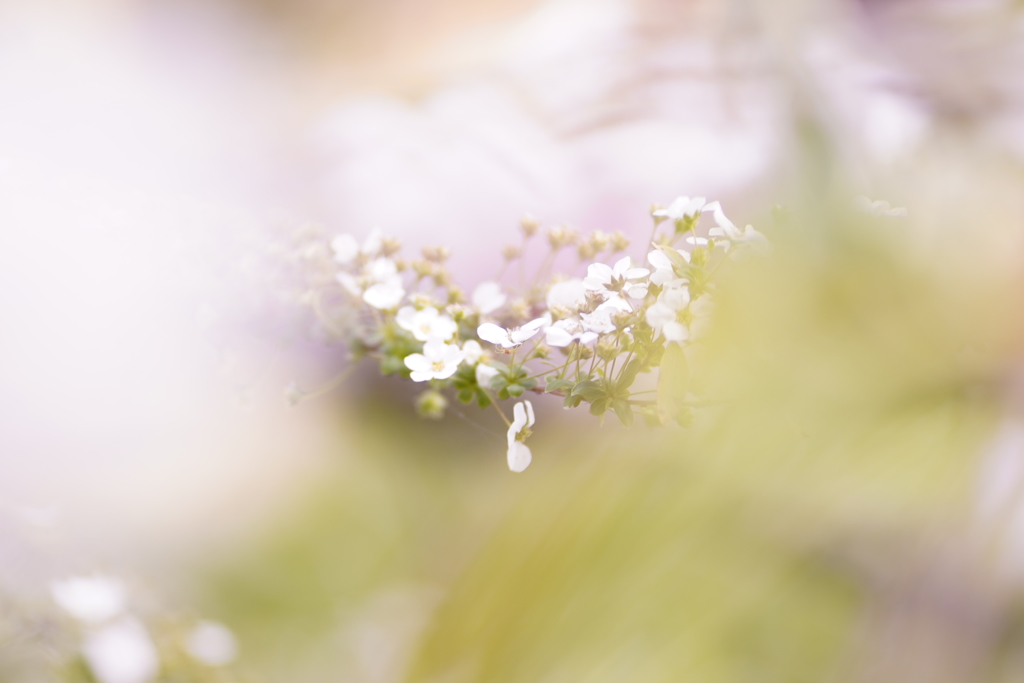 八重桜の奥に
