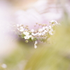 八重桜の奥に