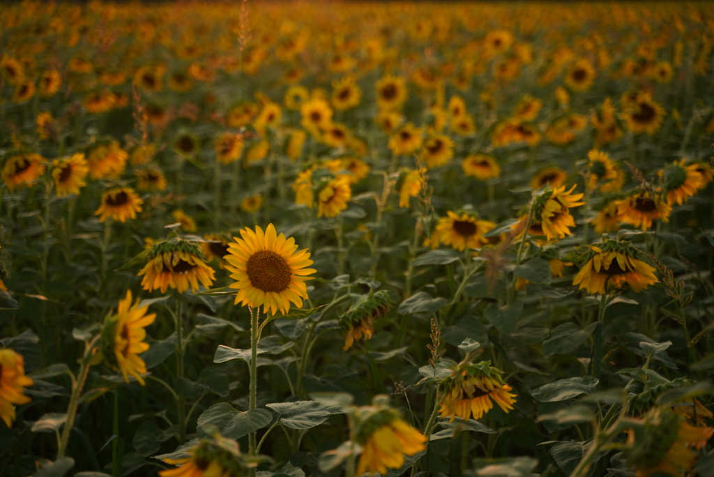 あなたを見つけて