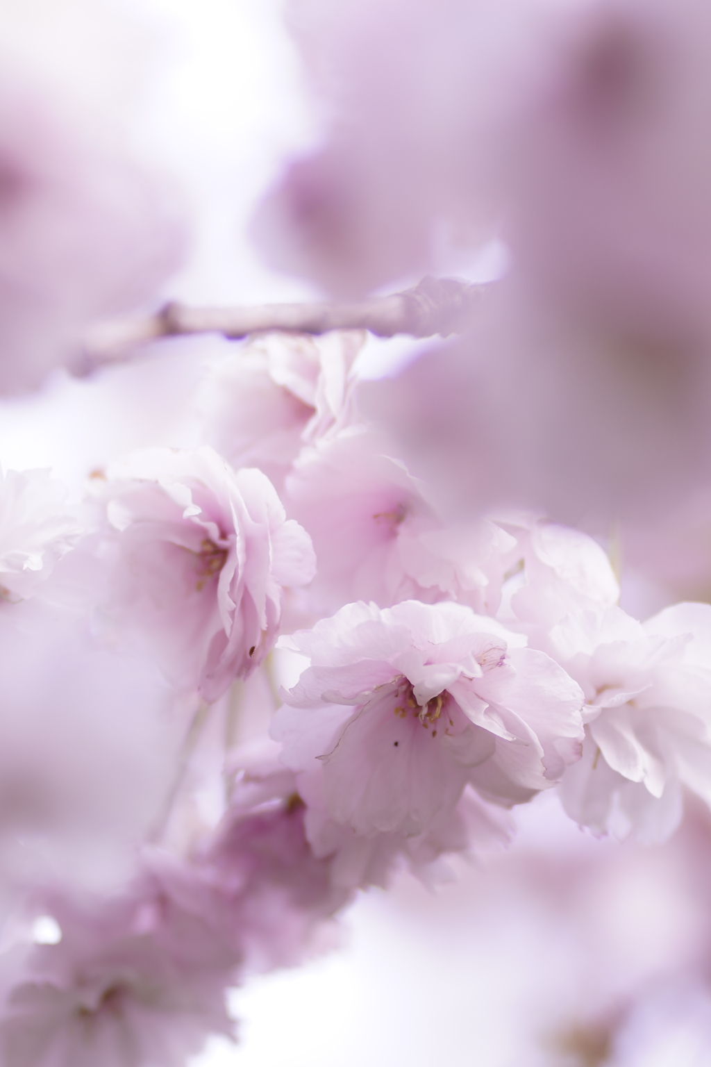 八重桜ポートレート（？）