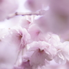八重桜ポートレート（？）