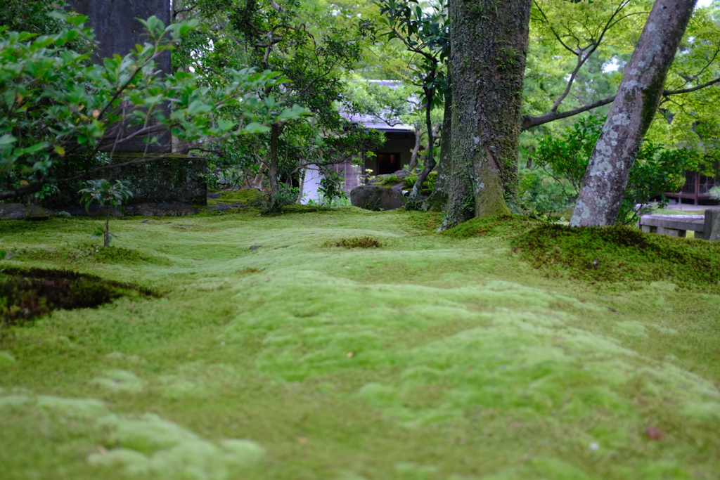 雨上がりの日本庭園