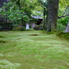 雨上がりの日本庭園