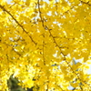 秋的情景～Yellow～