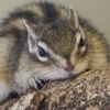 ムチムチなシマリス