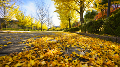 秋的情景～金色の絨毯～