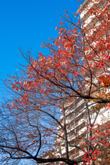 マンションの桜木紅葉