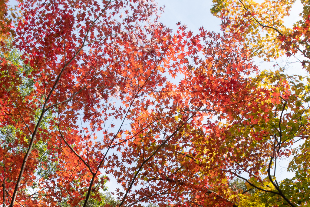 陽に輝く紅葉