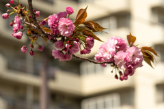 八重の桜が。。。