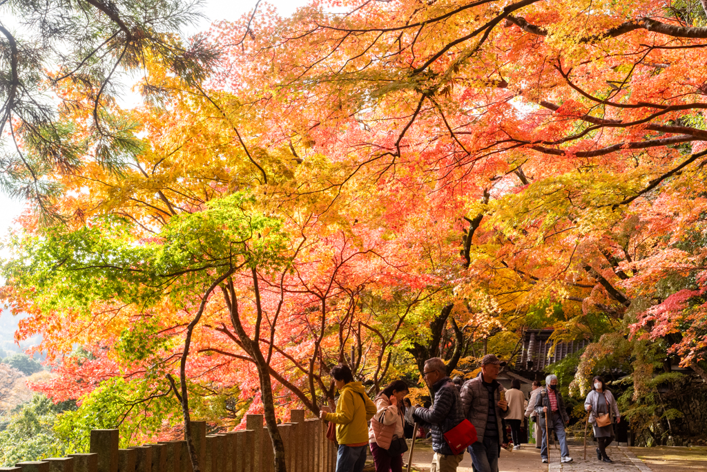 参道は紅葉、紅葉、紅葉。。。