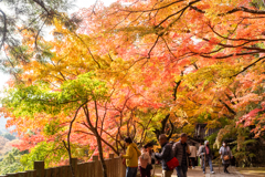 参道は紅葉、紅葉、紅葉。。。