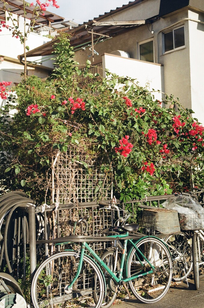 自転車屋さんの垣根