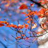 紅葉パラパラと。。。