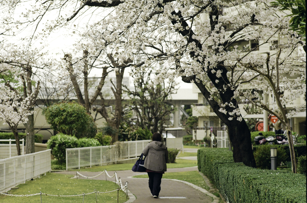 桜花の下を。。。