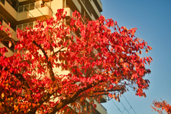 桜、葉っぱ、真っ赤。