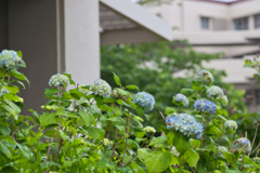 雨に煙るアジサイ