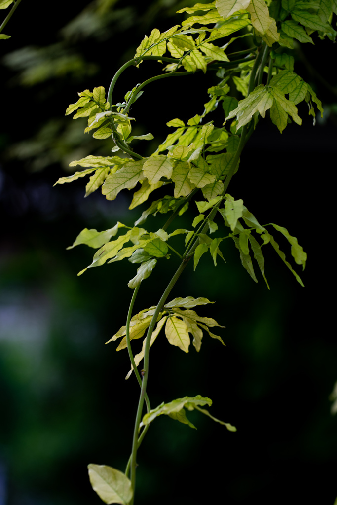 夏の藤つる