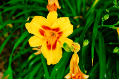 デイリリー（１）