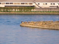 何が釣れる。。。