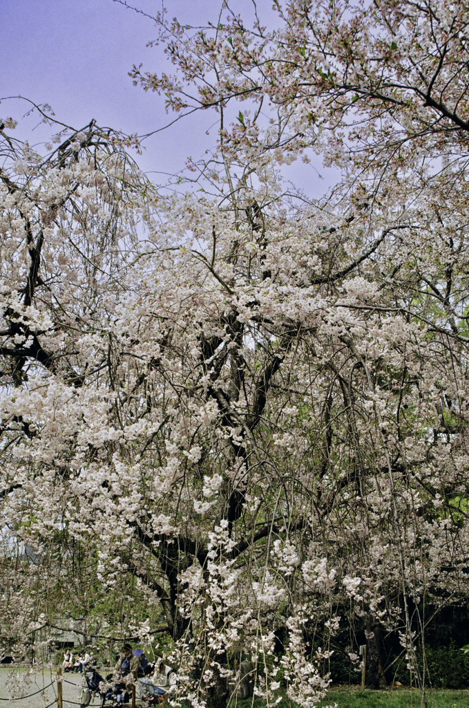 ここにも枝垂れ桜