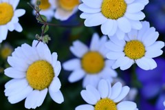 マンションの花ー野菊