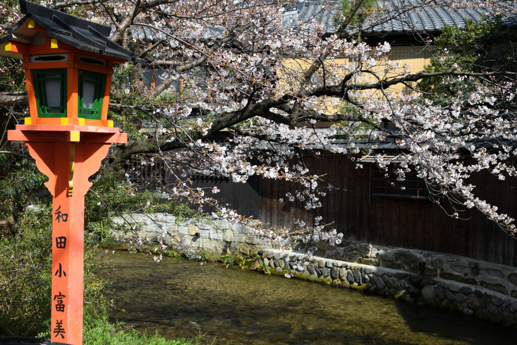 祇園白川にかかる桜の枝と燈明