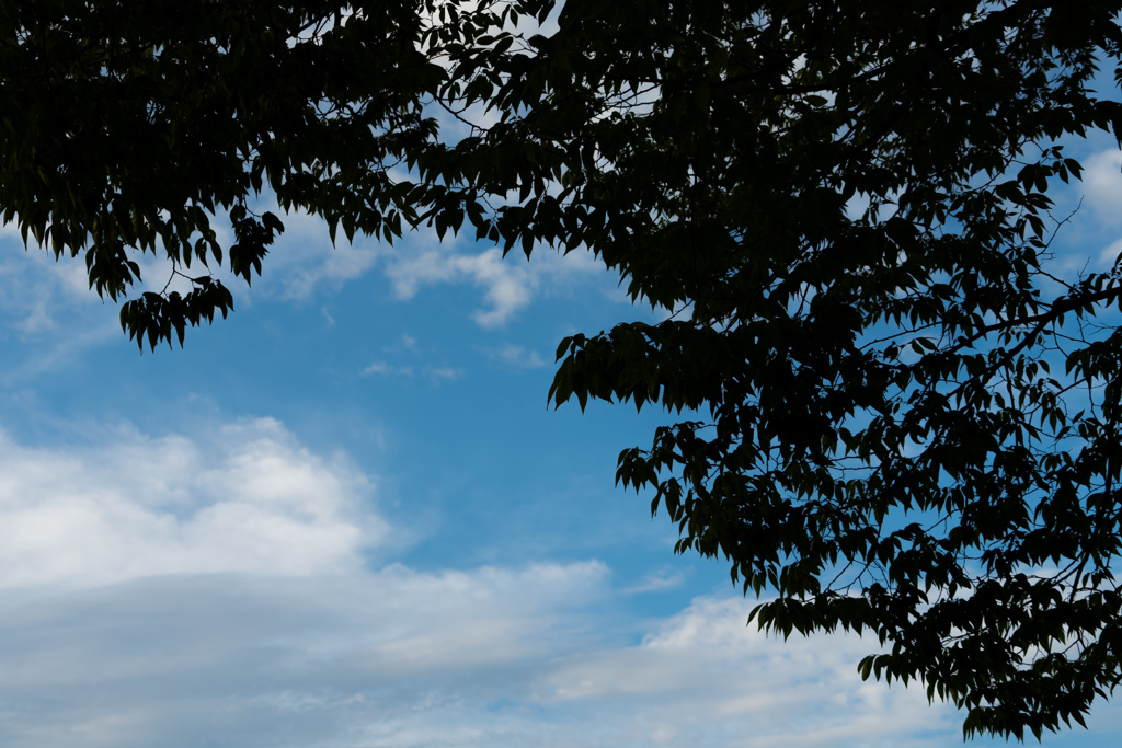 木と夏の雲