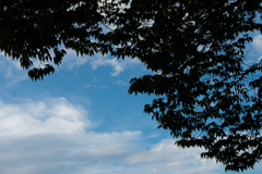 木と夏の雲