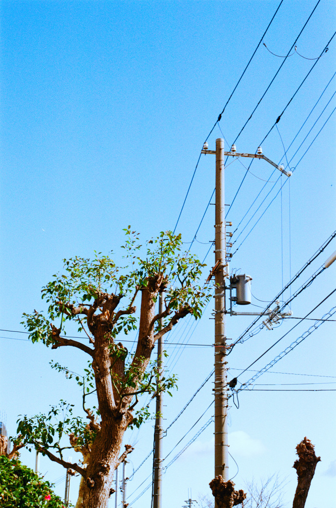もう若葉が空に向かい