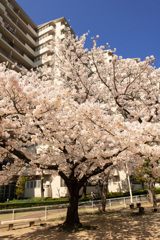 マンションの桜（１）