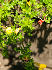 植え込みの端に