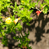 植え込みの端に