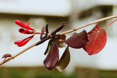 トランペット、いつ咲くの。