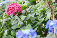 マンションの西洋紫陽花