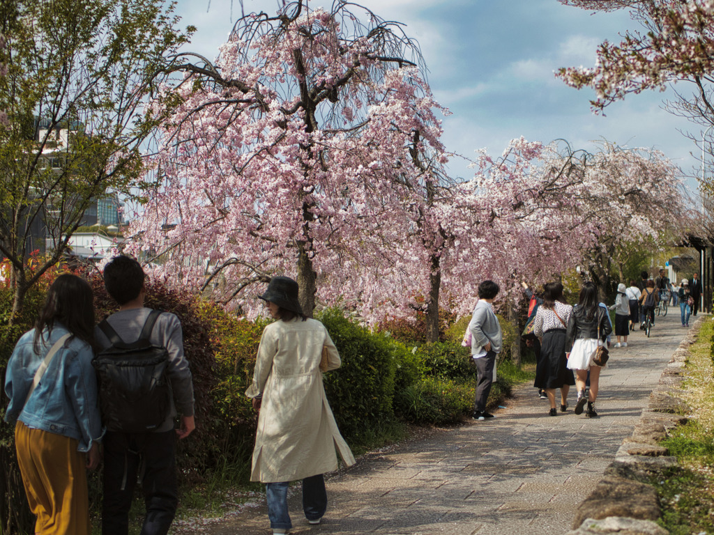 加茂川。。。桜並木