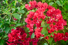 花芯が可愛い。