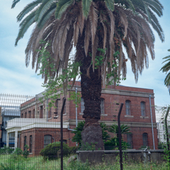 大ヤシと記念館