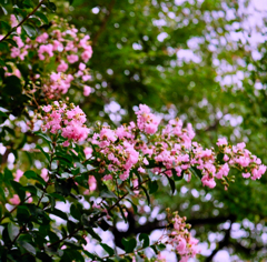 サルスベリの花