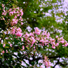 サルスベリの花