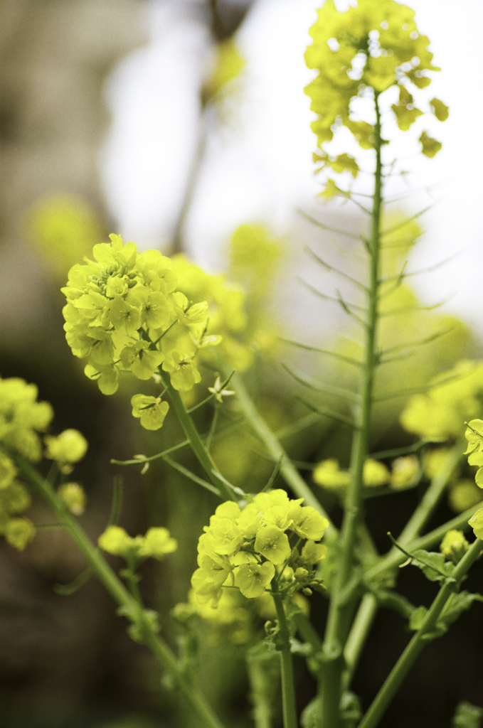 もう菜の花が。。。