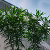 白い夾竹桃