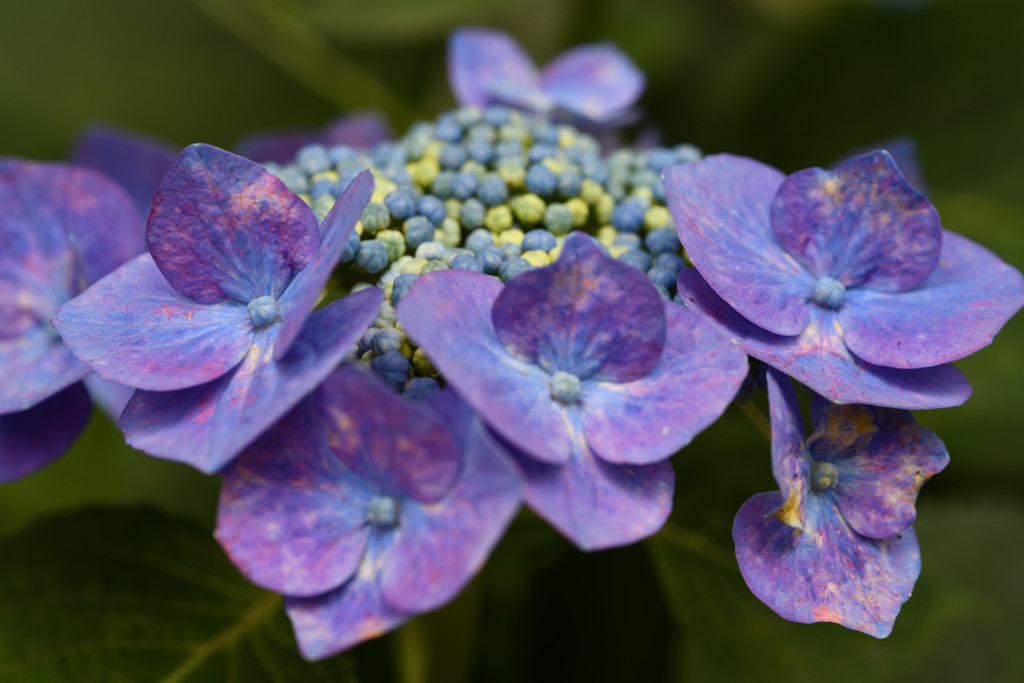 紫の紫陽花